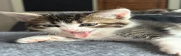 Mixed Breed cats for sale: 3 beautiful kittens ready now!  - Advert 7