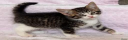 Mixed Breed cats for sale: BSH x Maine coon kittens (various prices) - Advert 26