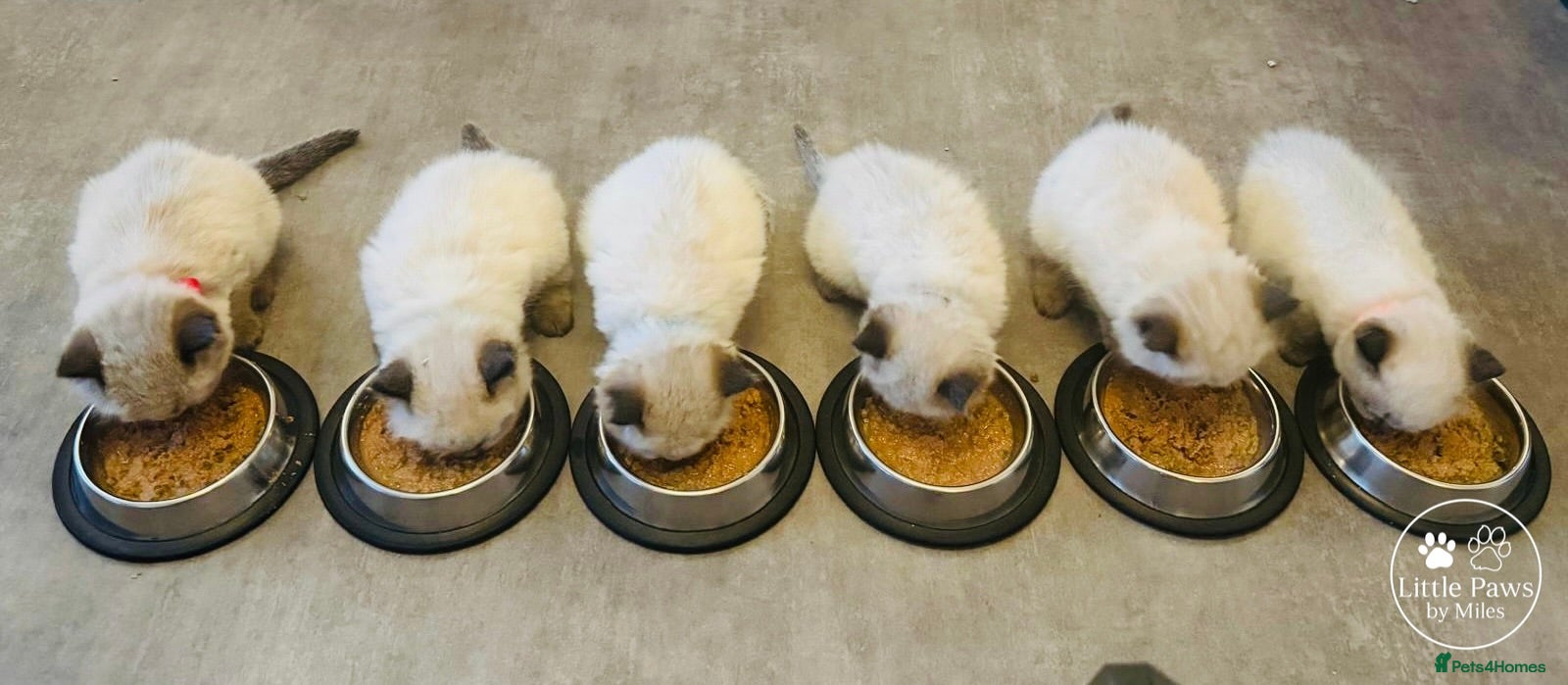 Ragdoll cats GCCF Exceptional Pedigree Ragdolls 🌸 - Advert 1