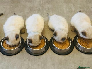 Ragdoll cats GCCF Exceptional Pedigree Ragdolls 🌸 - Advert 3