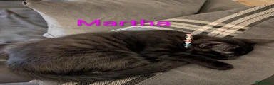 Mixed Breed 4