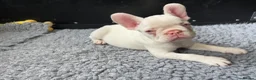 French Bulldog dogs for sale: French Bulldog Puppies KC registered  - Advert 4