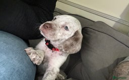 Mixed Breed dogs for sale: Litter of 9 healthy pups  - Image 29