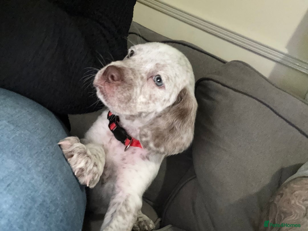 Mixed Breed dogs for sale: Litter of 9 healthy pups  - Image 29