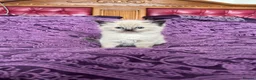 Ragdoll cats for sale: 🥰🥰🥰 - Advert 4