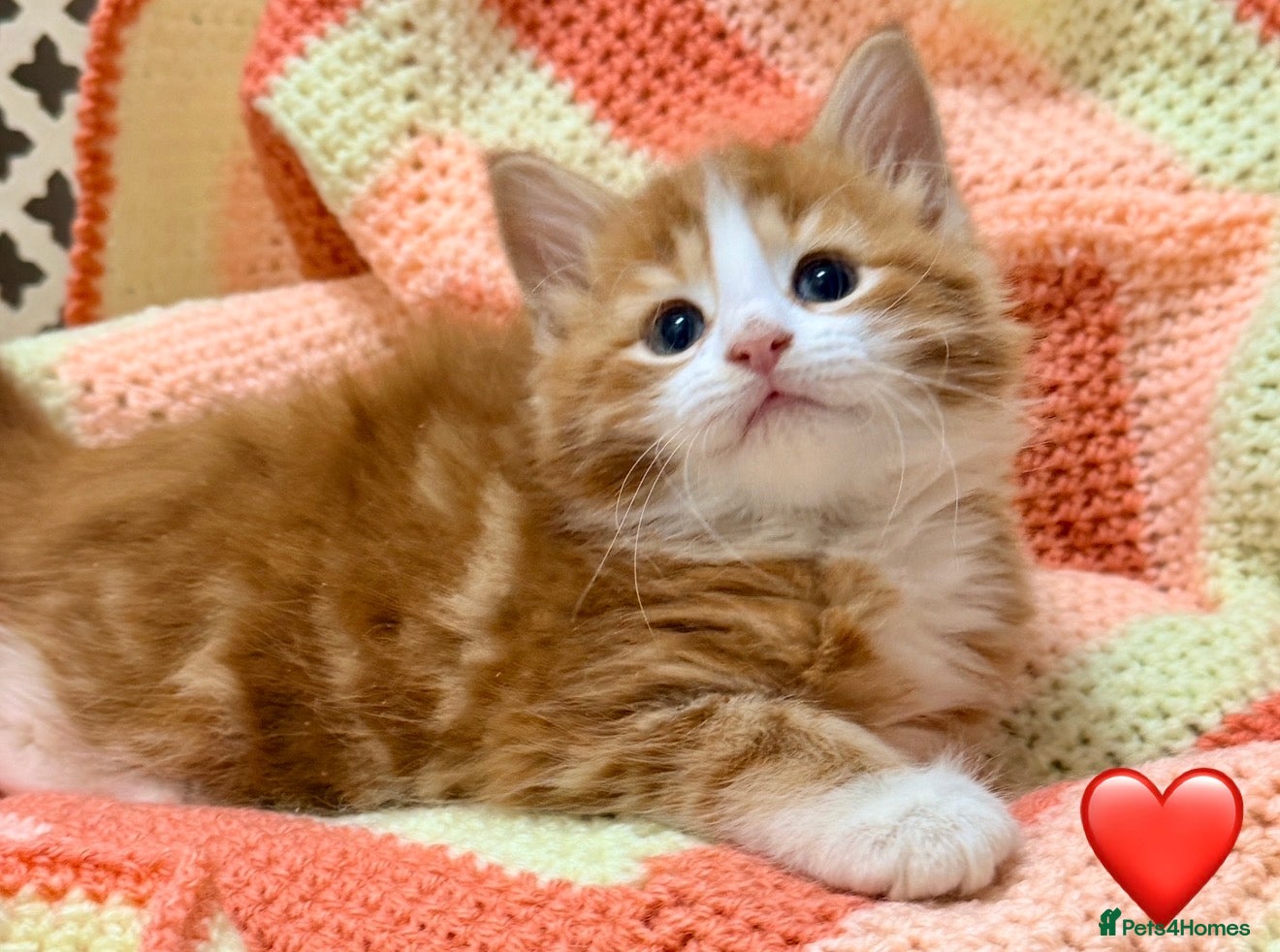 Mixed Breed cats 💖 MAINE COON X RAGDOLL *PARENTS HEALTH TESTED* 💖 - Advert 1