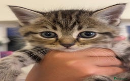 Persian cats for sale: Persian Cross Kittens - GCCF Registered parents - Image 13