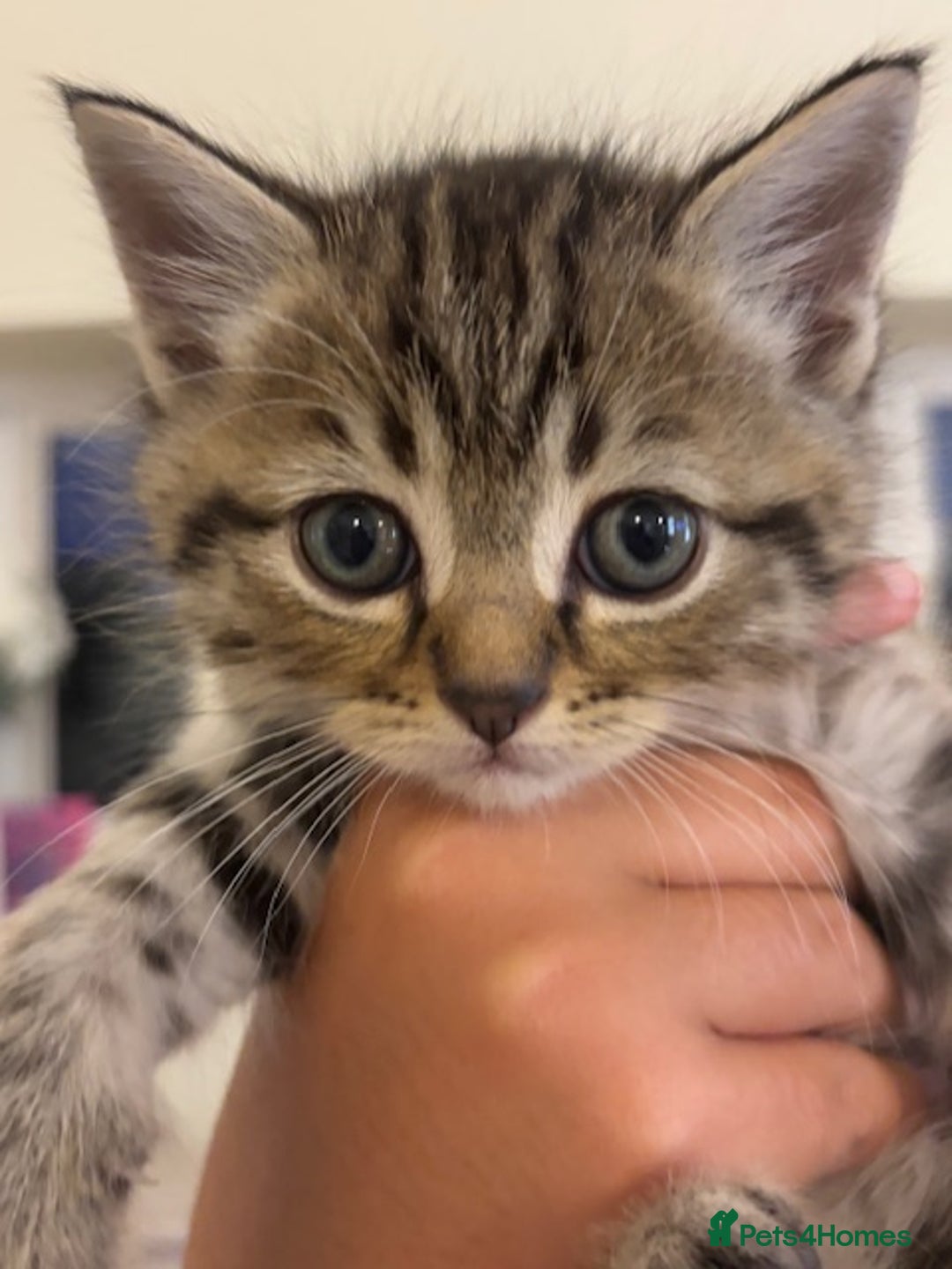 Persian cats for sale: Persian Cross Kittens - GCCF Registered parents - Image 13