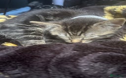 British Shorthair cats for sale: british shorthair tabby kitten - Image 5