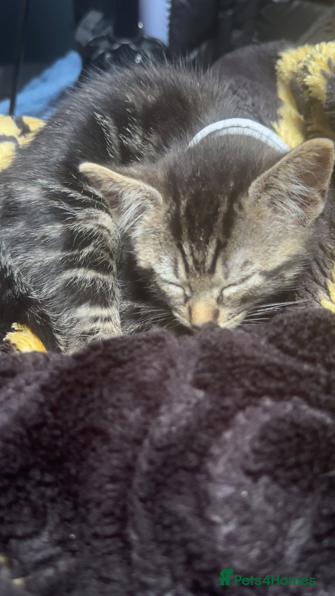 British Shorthair cats for sale: british shorthair tabby kitten - Image 5