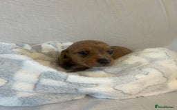 Miniature Dachshund dogs for sale: Miniature dachshund puppies  - Image 4