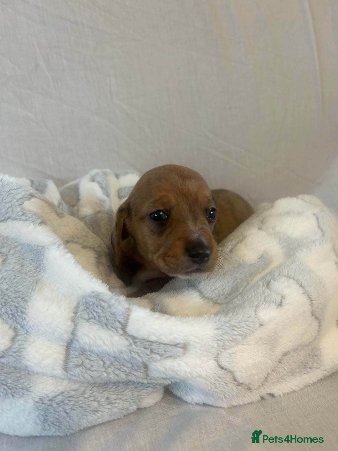 Miniature Dachshund dogs for sale: Miniature dachshund puppies  - Image 4