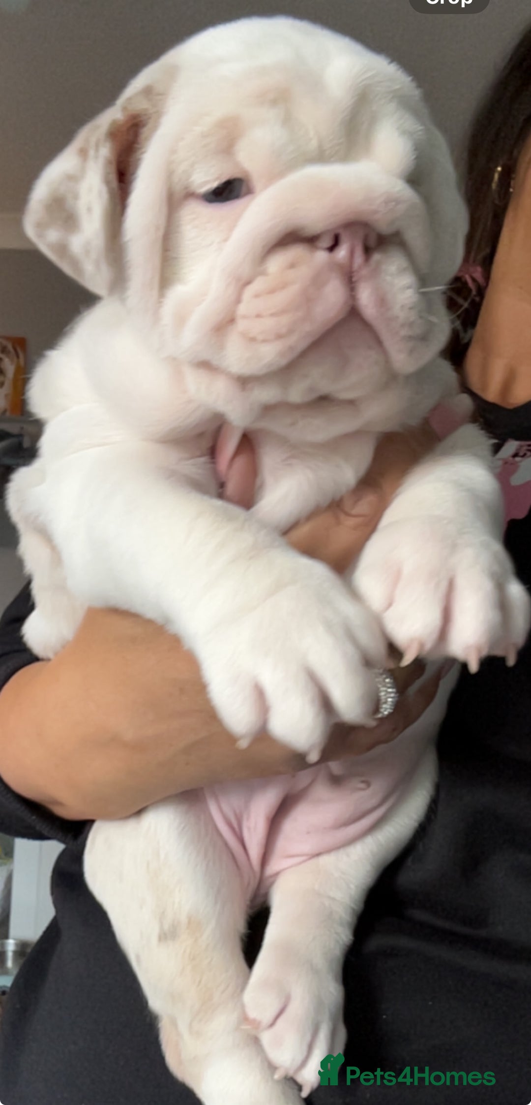 English Bulldog dogs for sale: Last Female English bulldog puppy  - Advert 7