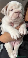 English Bulldog dogs English bulldog puppies ***10/10DNA - Advert 2