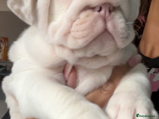 English Bulldog dogs Last Female English bulldog puppy - Advert 2