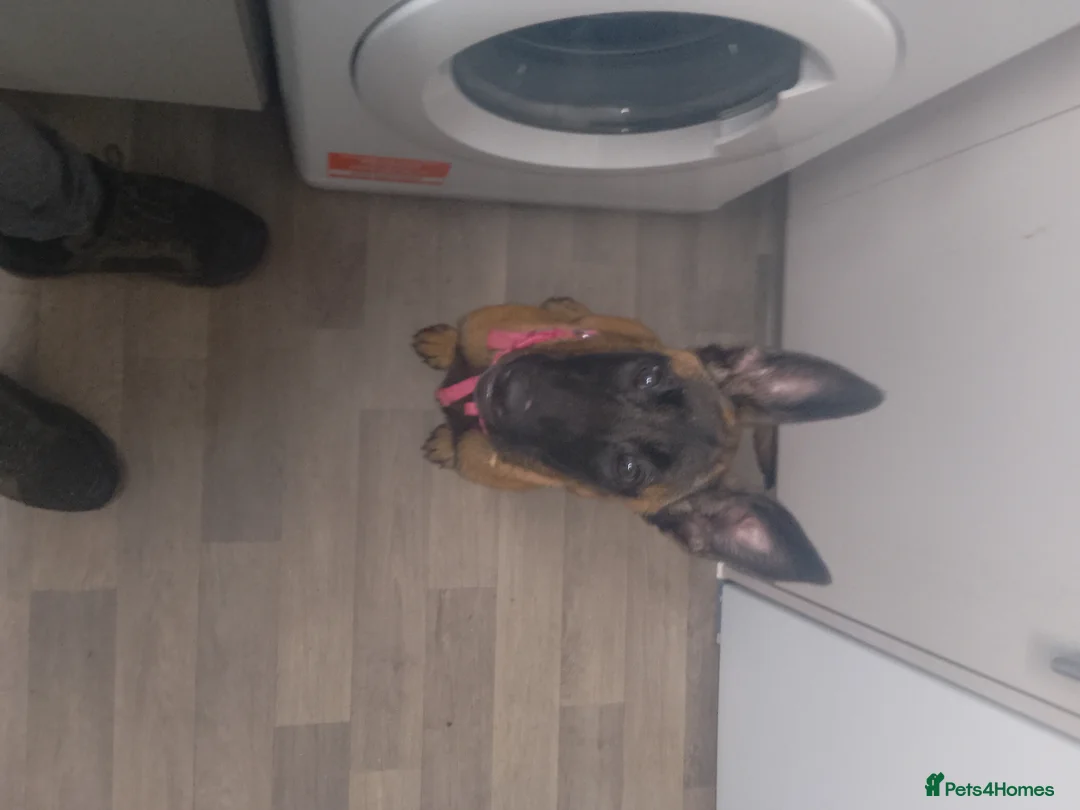 Belgian Shepherd Dog dogs for sale: 6 months Belgian Malinois female pristine breed - Advert 1