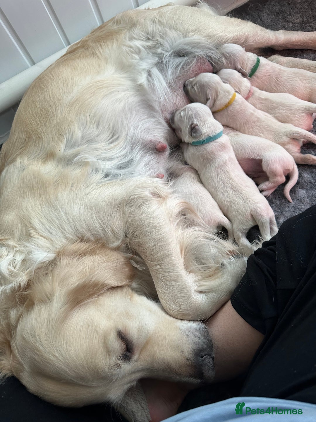 Golden Retriever dogs for sale: Beautiful kc reg cream golden retriever puppies - Advert 13
