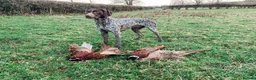 German Shorthaired Pointer dogs for stud: Experienced GSP Working Gundog STUD Twisted Embers in Ludlow - Advert 3