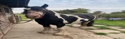 Irish Cob horses for sale: Traditional cob Rosie  in North Walsham - Advert 5