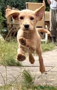 Labradoodle dogs FULL VACCS Stunning Mini Aussie Labradoodle  - Advert 2