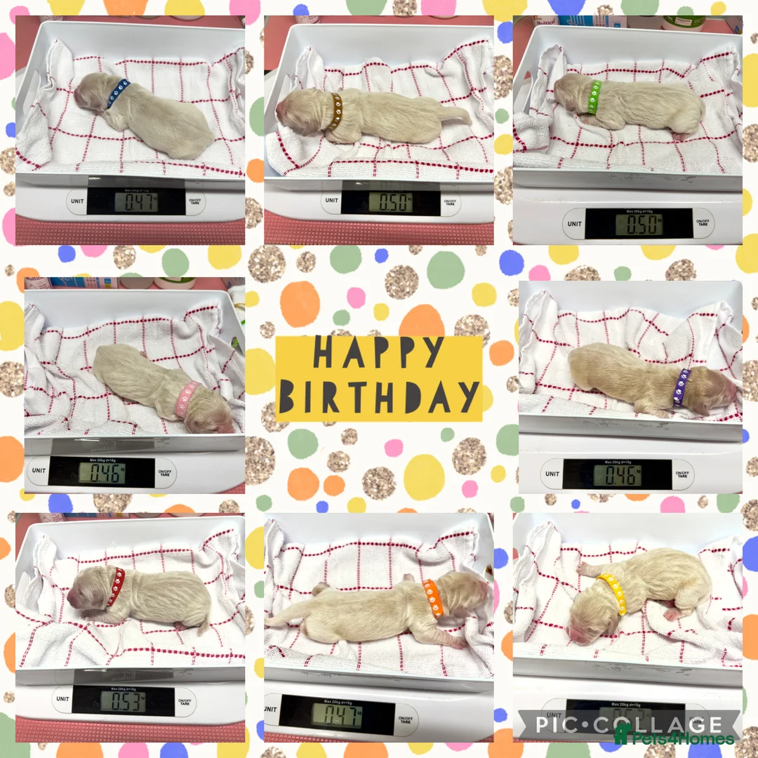 Golden Retriever dogs for sale: 35 GEN Champion Bloodline, Mum a Therapy Dog - Advert 15