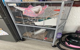 Rat rodents for sale: 2 Female rats - Free - Image 7