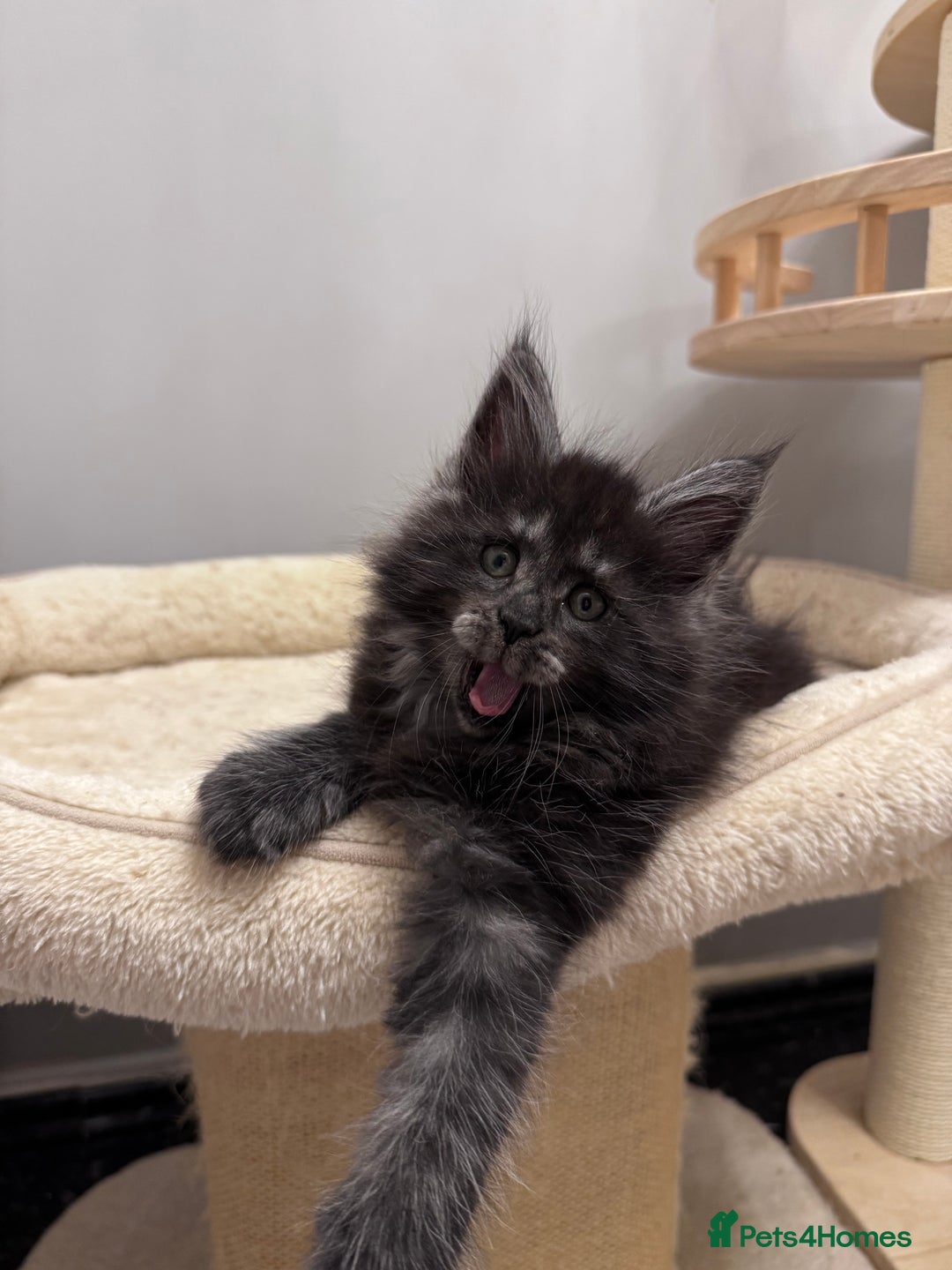 Maine Coon cats for sale: 🌟🌟Beautiful  Maine Coon kittens 🌟🌟🌟 - Advert 10