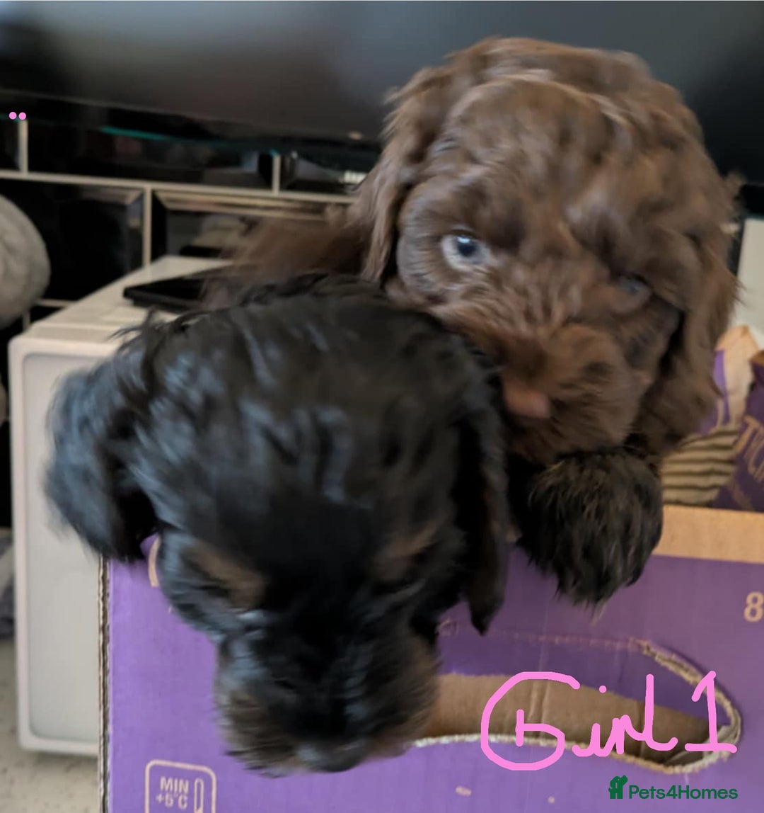 Cockapoo dogs for sale: Cockapoo puppys  - Image 2