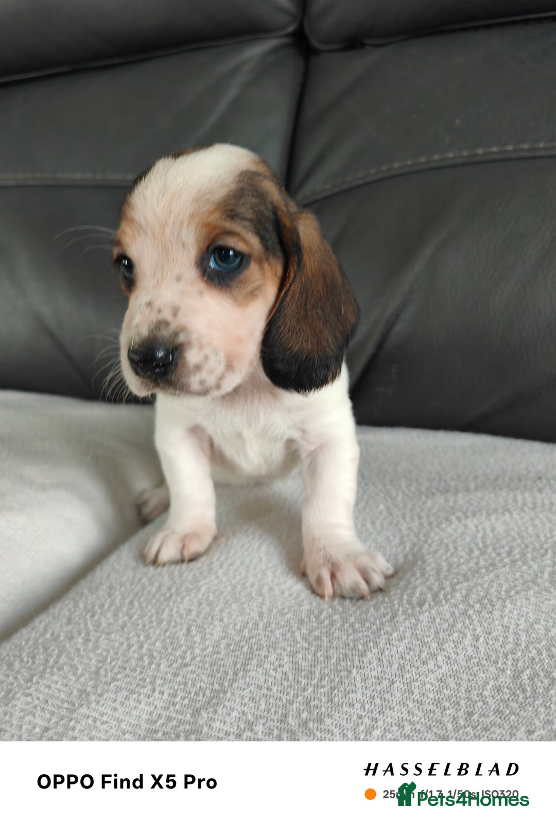 Basset Hound dogs for sale: Bassett Hound Puppies for Sale - Image 17