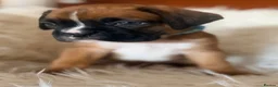 Boxer dogs for sale: Sir Alfie  - Advert 3