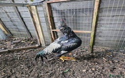 Chickens poultry for sale: Shamo Brazilian stag 5 months and Turkish hints - Image 2