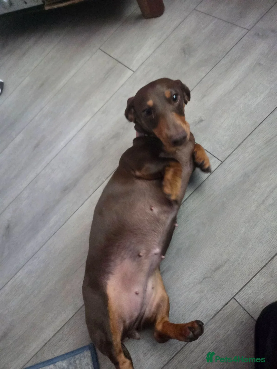 Miniature Dachshund dogs for sale: Chocolate & Tan Miniature daschund - Advert 2