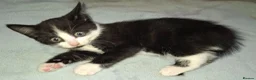 Domestic Shorthair cats for sale: 5 Beautiful, Playful Kittens - Advert 24