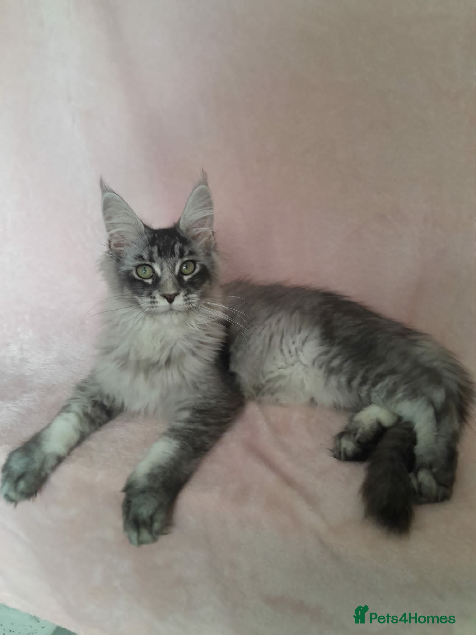 Maine Coon cats black smoke/polydactyl maine coonTICA kittens - Advert 2