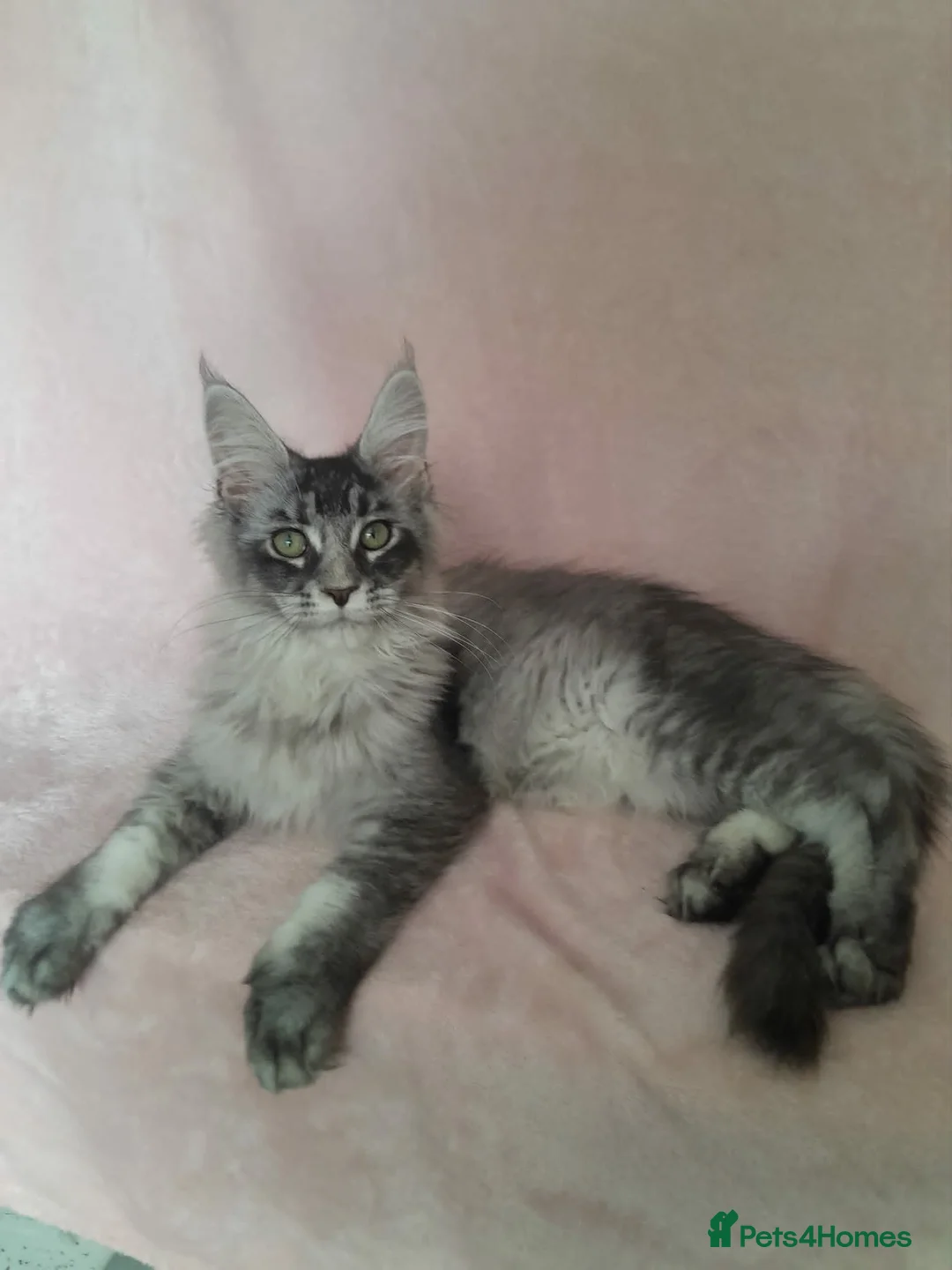 Maine Coon cats for sale: black smoke/polydactyl maine coonTICA kittens - Advert 2