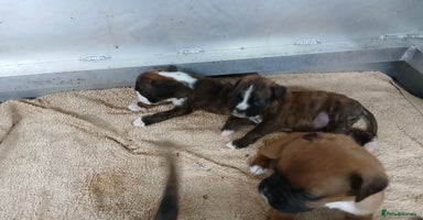 Boxer dogs - Advert 5