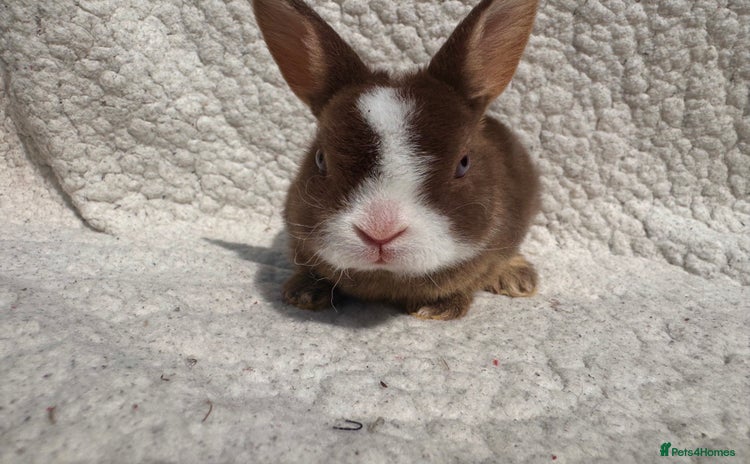 Rex rabbits - Advert 1