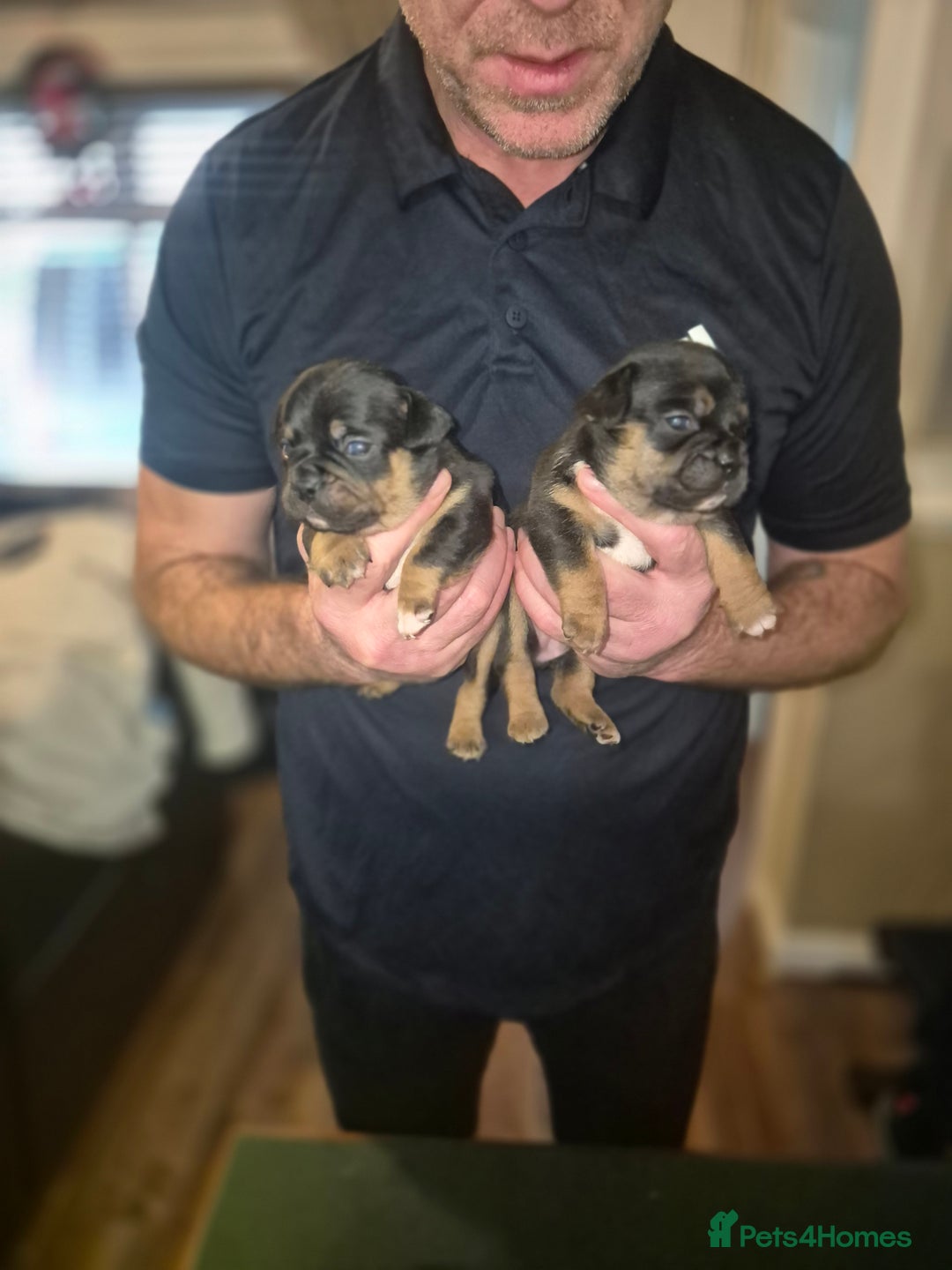 Mixed Breed dogs for sale: French bulldog x jack russell - Advert 11