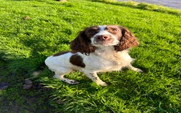 English Springer Spaniel dogs for sale: Lovely ESS Litter Due - Advert 1