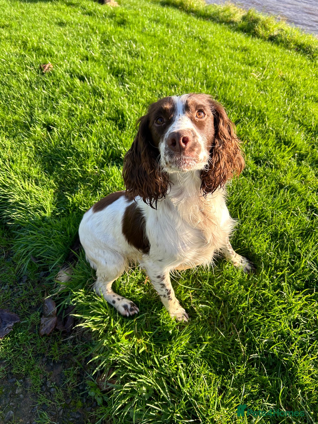 English Springer Spaniel dogs for sale: Lovely ESS Litter Due - Advert 1