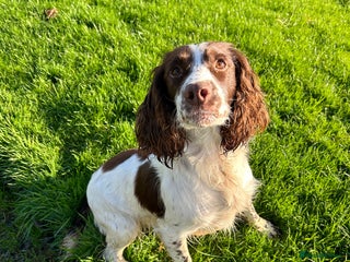 English Springer Spaniel dogs for sale: Lovely ESS Litter Due - Advert 1
