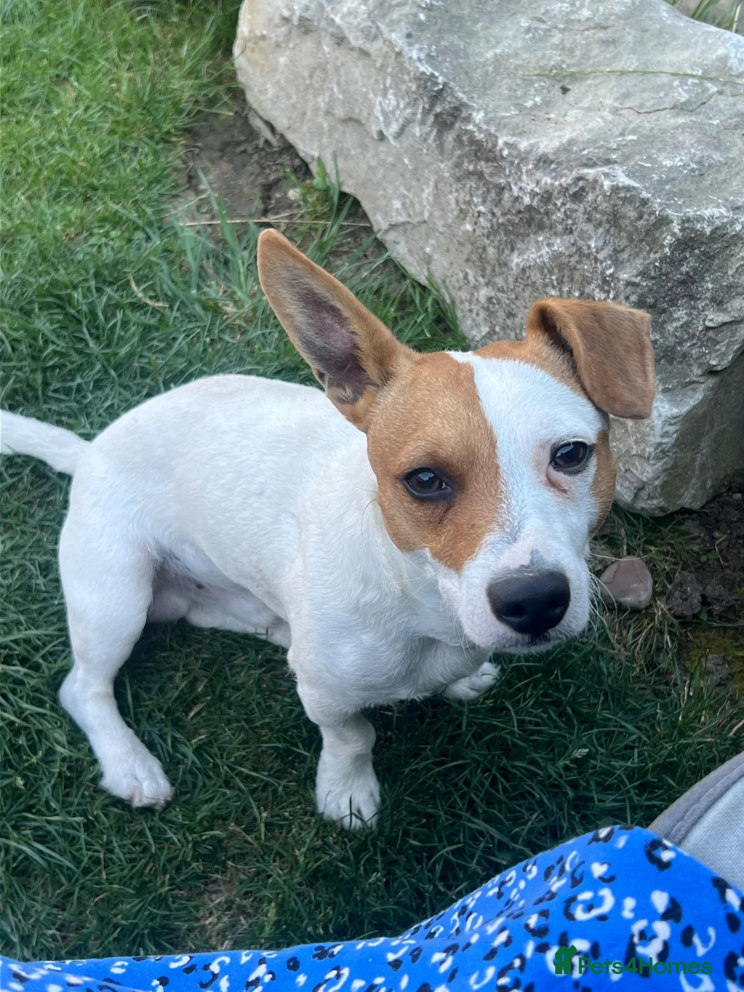 Mixed Breed dogs for sale: 11 month old puppy needing a new home in Brentwood - Advert 3