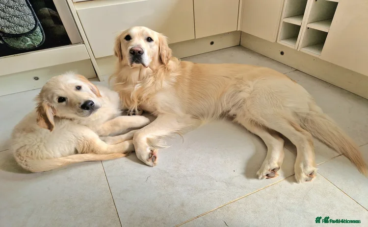 Golden Retriever dogs - Advert 3