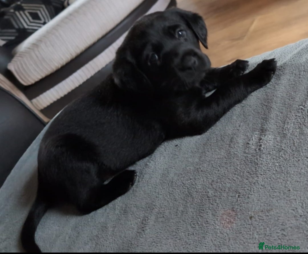 Goldador dogs for sale: Stunning Black Lab/Golden Retriever Puppies - Advert 34