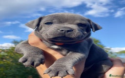Staffordshire Bull Terrier dogs for sale: STUNNING CHAMPION BRED LITTER - Image 1