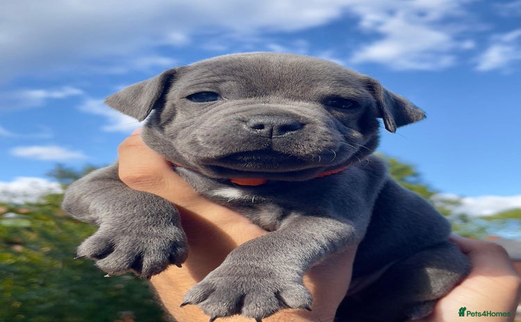 Staffordshire Bull Terrier dogs - Advert 13