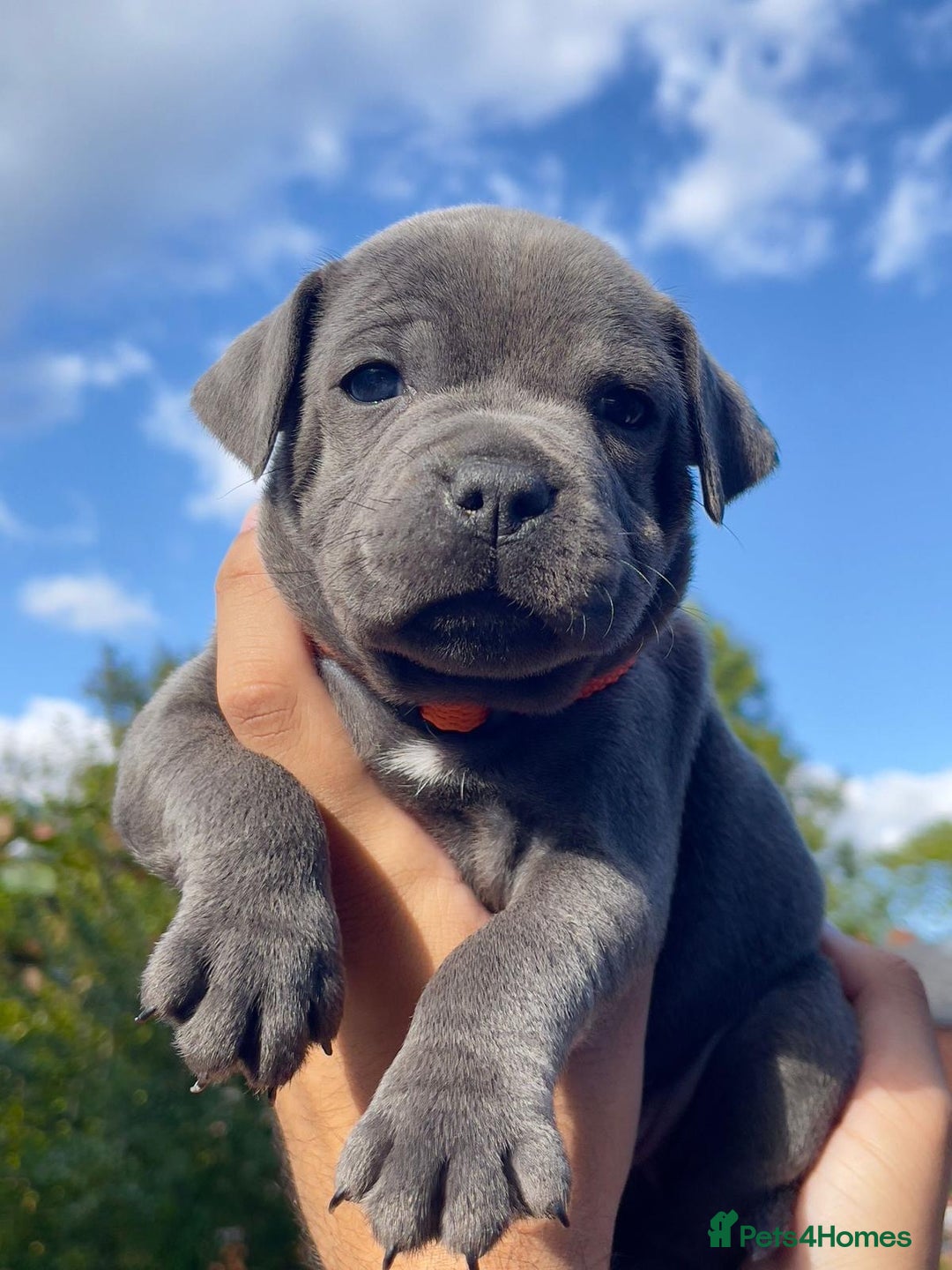 Staffordshire Bull Terrier dogs for sale: STUNNING CHAMPION BRED LITTER - Image 1