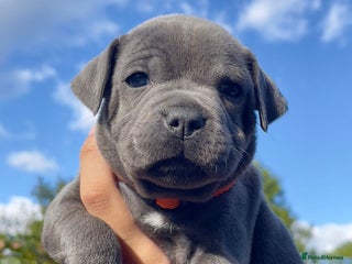 Staffordshire Bull Terrier dogs - Advert 21