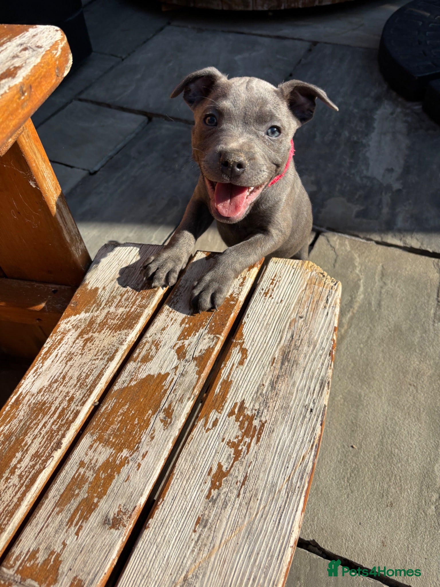 Staffordshire Bull Terrier dogs 2 Left *Avail now* Blue Staff Puppies  - Advert 2