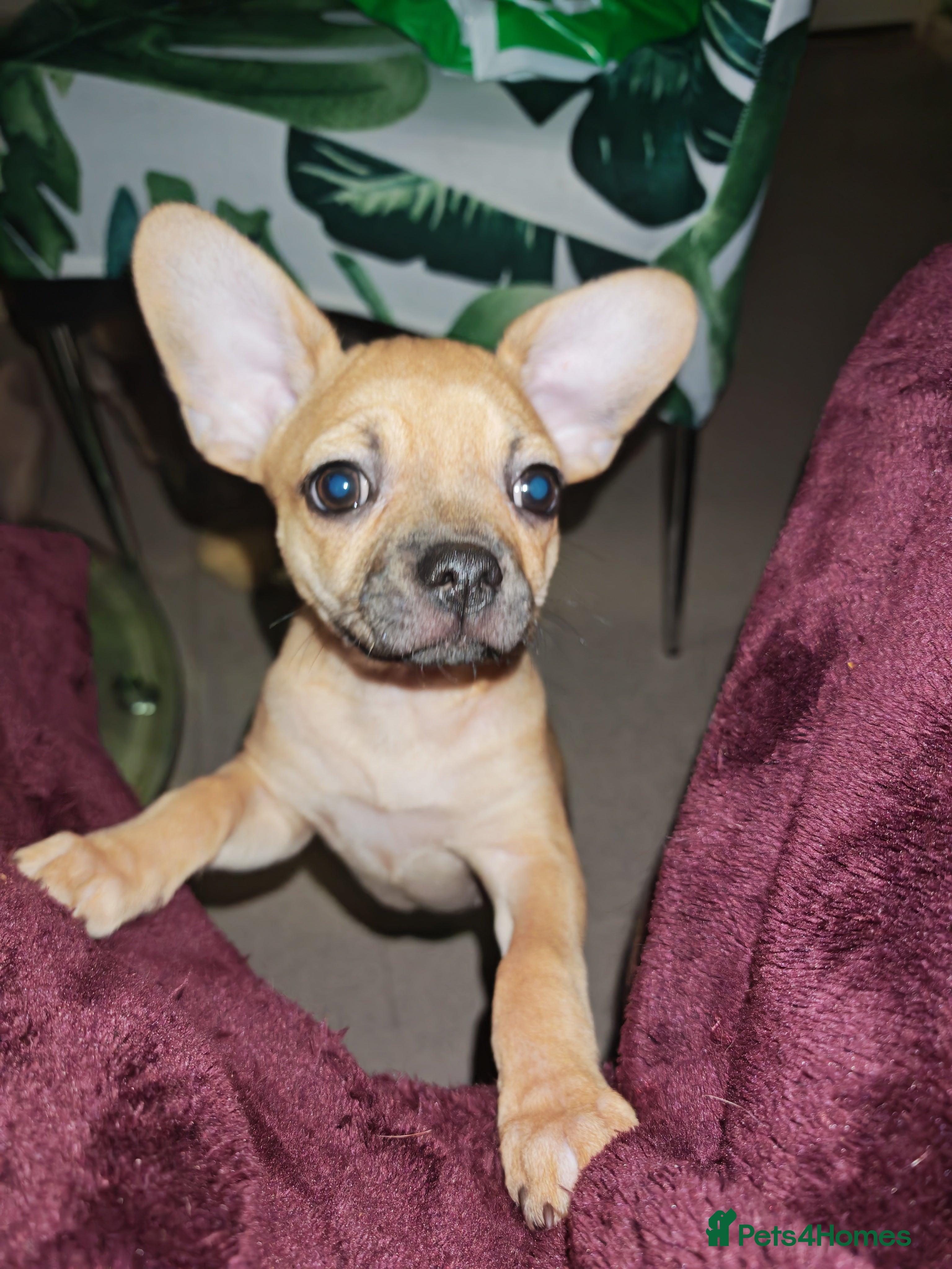 Chihuahua dogs Chihuahua pure breed adorable puppy - Advert 6